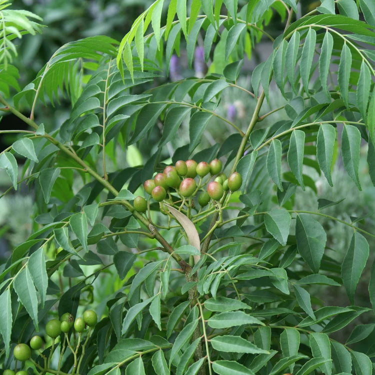 Meethi Neem Seeds - Herbal Plant