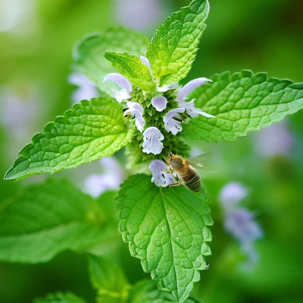 Melissa Officinalis Lemon Balm Seeds 