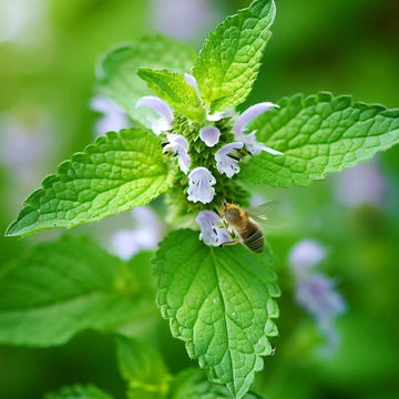 Melissa Officinalis Lemon Balm Seeds 