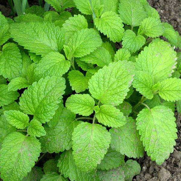 Melissa Officinalis Lemon Balm Seeds 