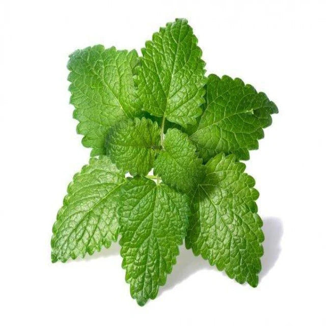 Melissa Officinalis Lemon Balm Seeds 