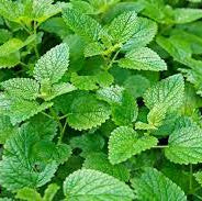 Melissa Officinalis Lemon Balm Seeds 