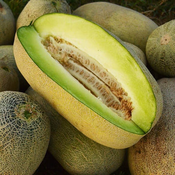 Melon Seeds – Bateekh Samara