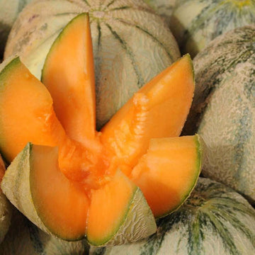 Melon Seeds – Breast