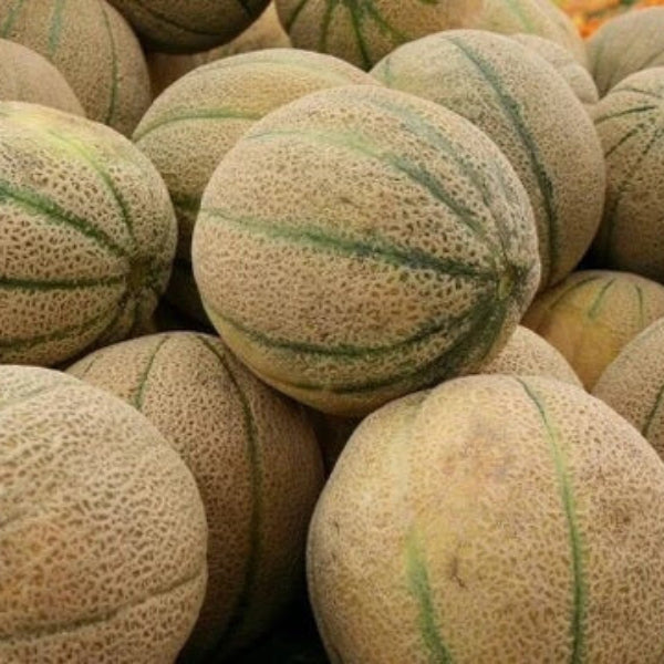 Melon Seeds – Brown Muskmelon