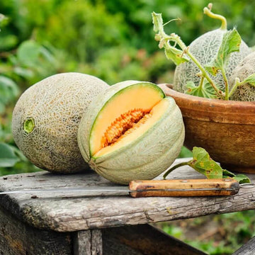 Melon Seeds – Cantaloupe