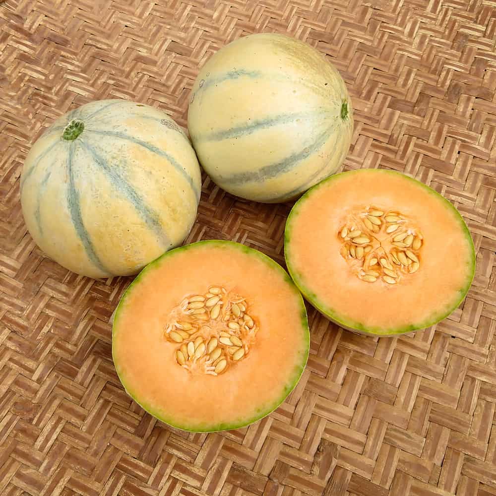 Melon Seeds – Charentais Cantaloupe