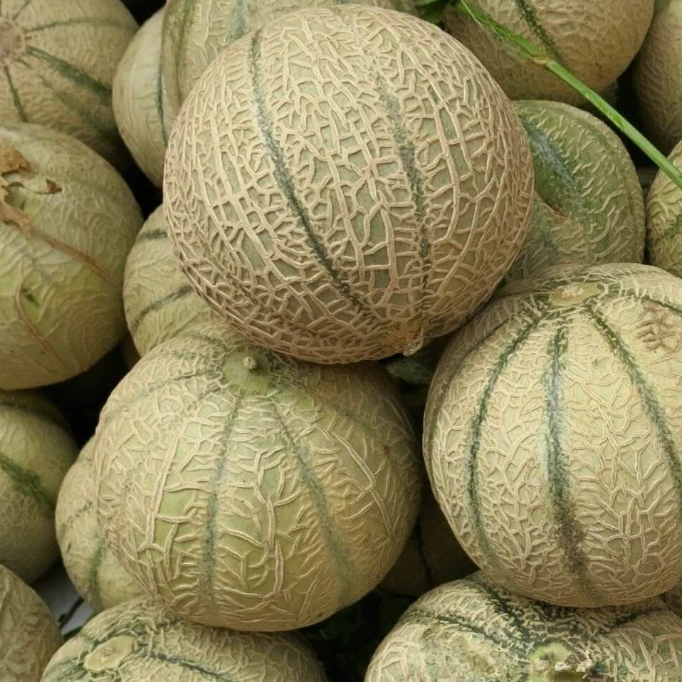 Melon Seeds – European Cantaloupe
