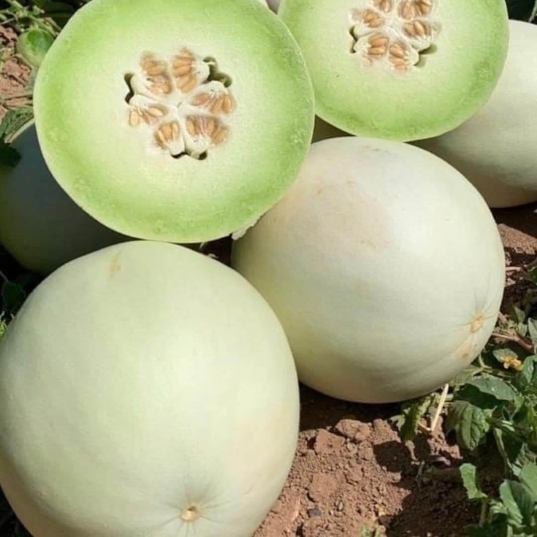 Melon Seeds – Green Dew