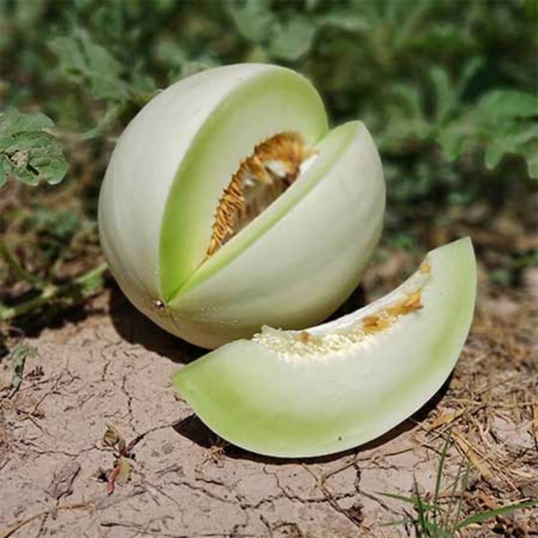 Melon Seeds – Green Dew