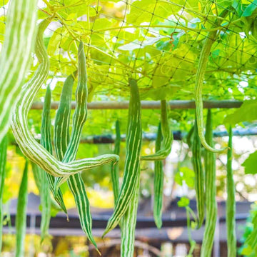 Melon Seeds – Green Serpent