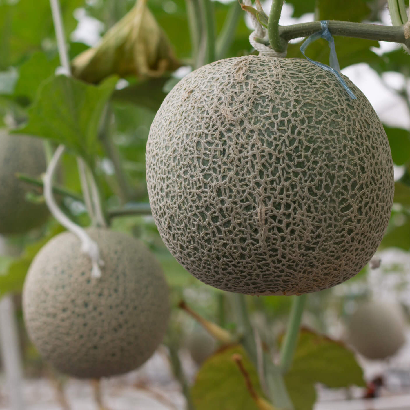 Melon Seeds – Grey Cantaloupe