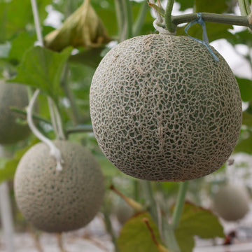 Melon Seeds – Grey Cantaloupe