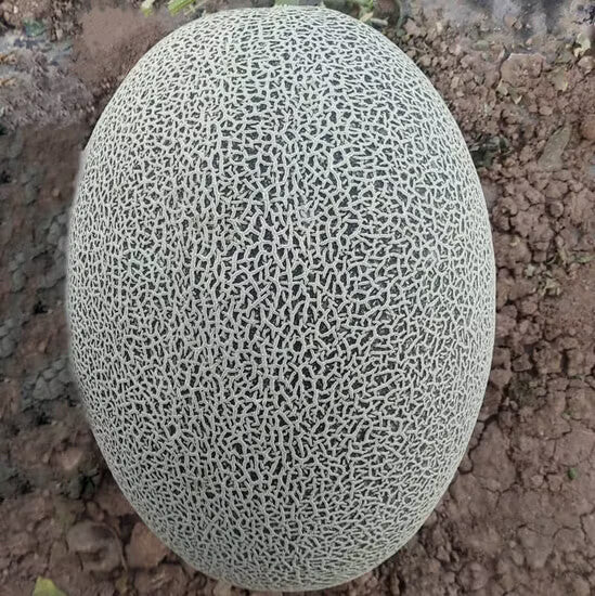 Melon Seeds – Grey Cantaloupe
