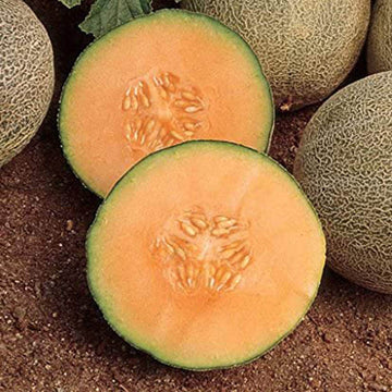 Melon Seeds – Hami