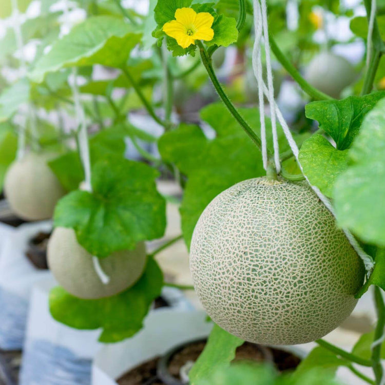 Melon Seeds – Honey Dew