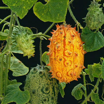 Melon Seeds – Jelly Melon