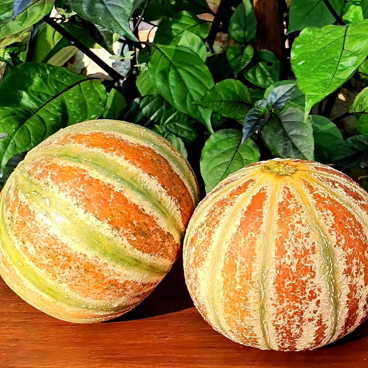 Melon Seeds – Kajari