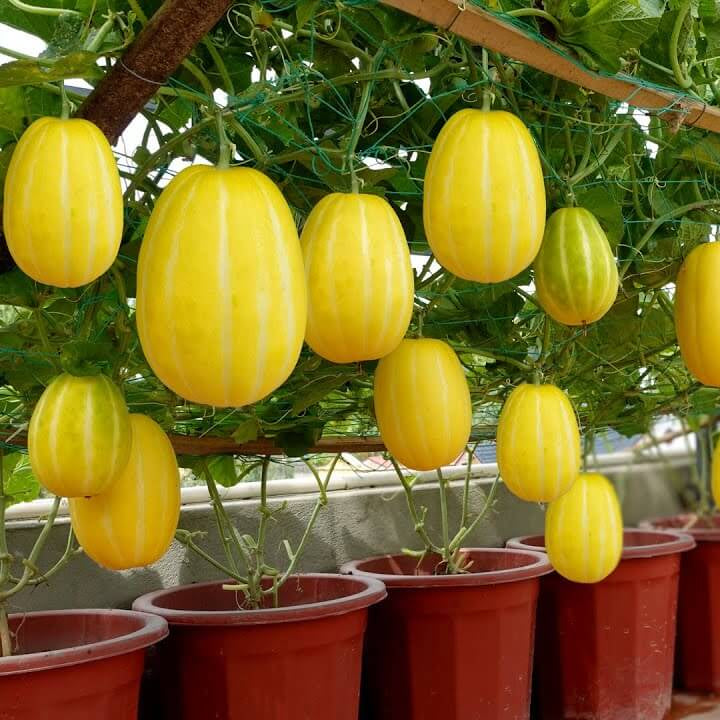 Melon Seeds – Korean