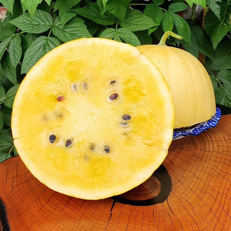 Melon Seeds – Lemon Drop