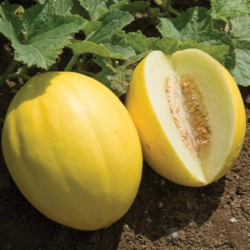 Melon Seeds – Light Yellow Cantaloupe