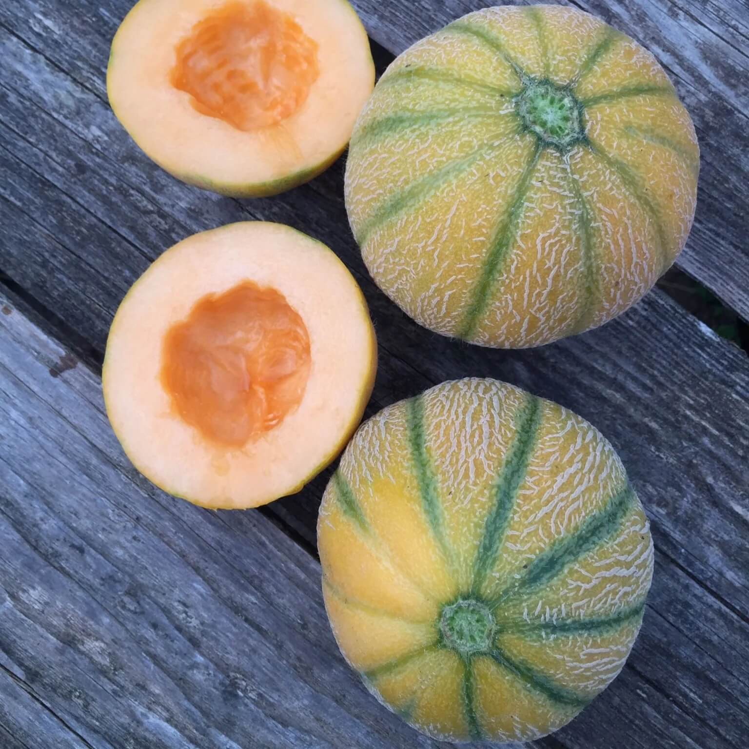 Melon Seeds – Minnesota