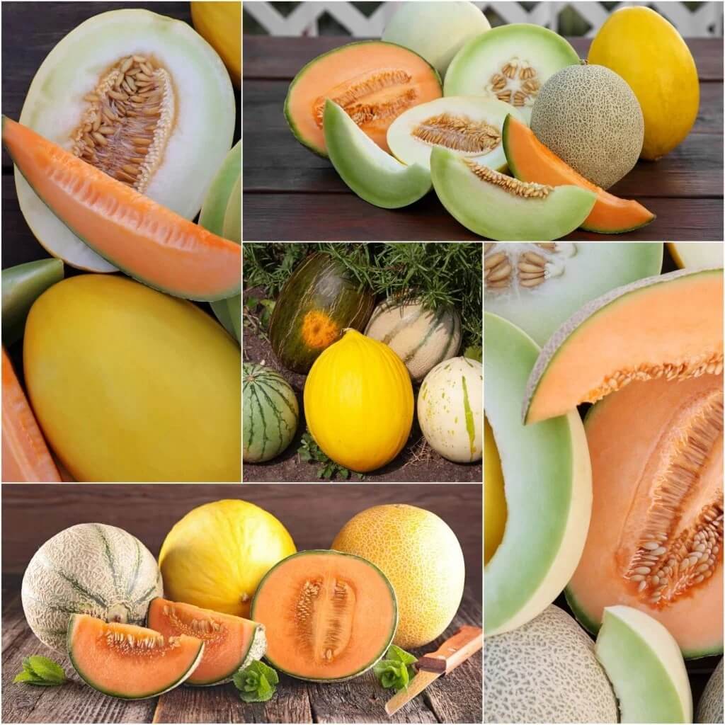 Melon Seeds – Mixed Cantaloupe