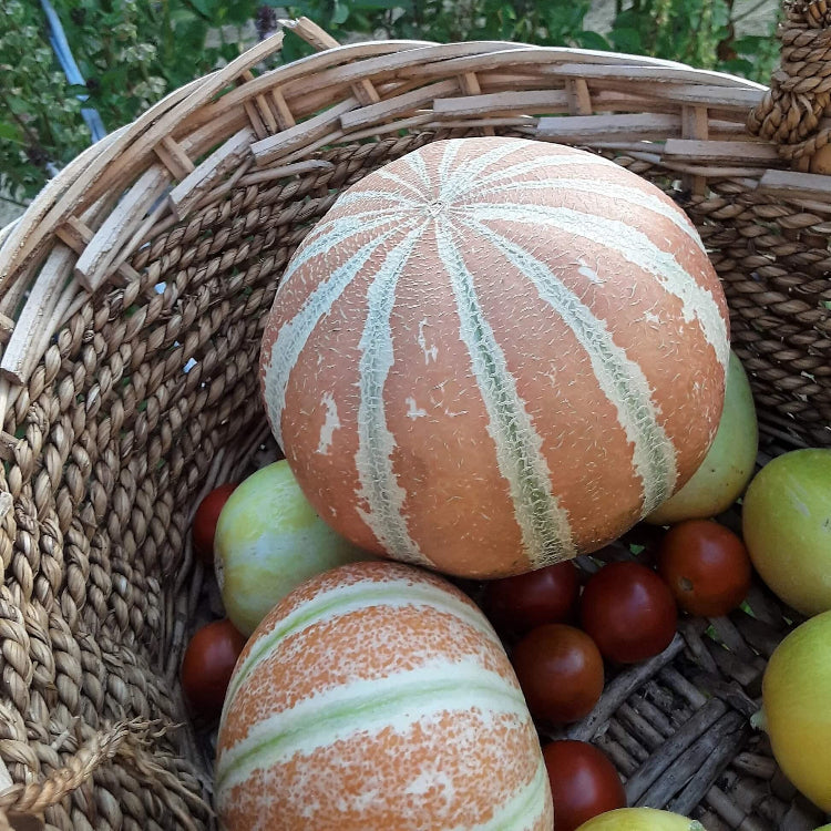 Melon Seeds – Mixed Kajari