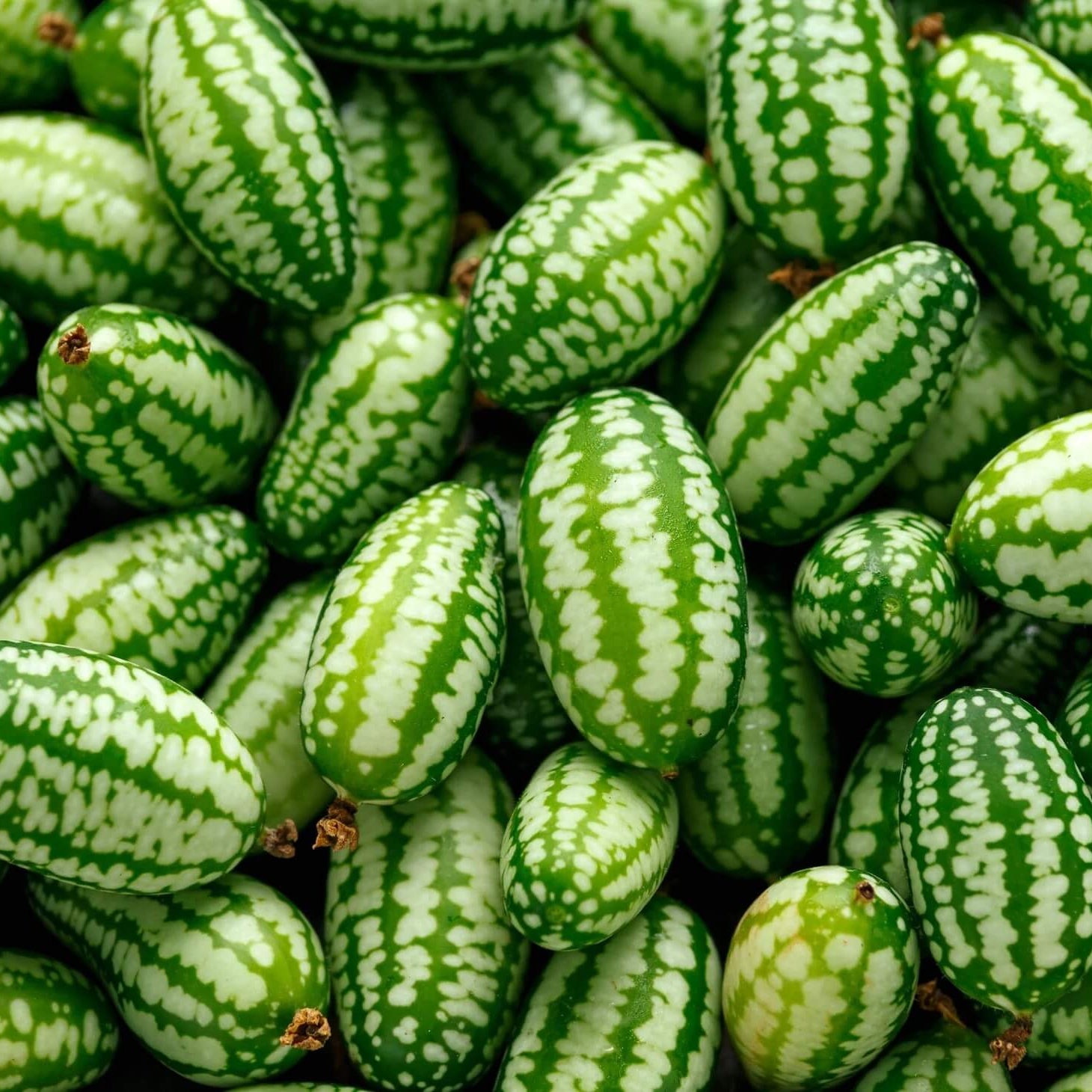 Melon Seeds – Mouse
