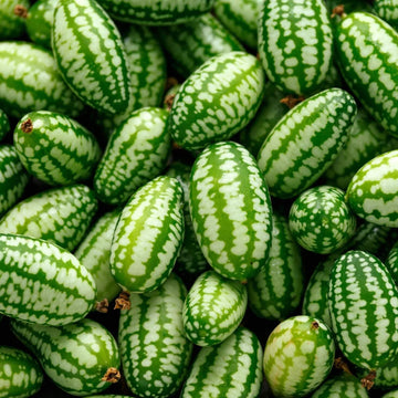 Melon Seeds – Mouse