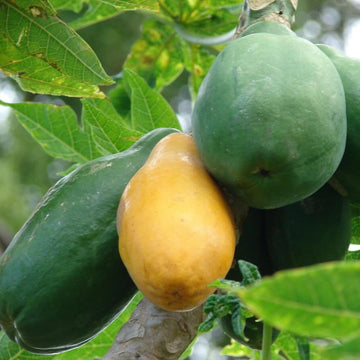 Melon Papaya Seeds