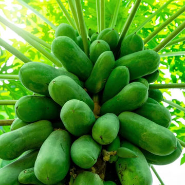 Melon Papaya Seeds
