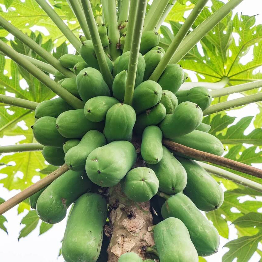 Melon Papaya Seeds