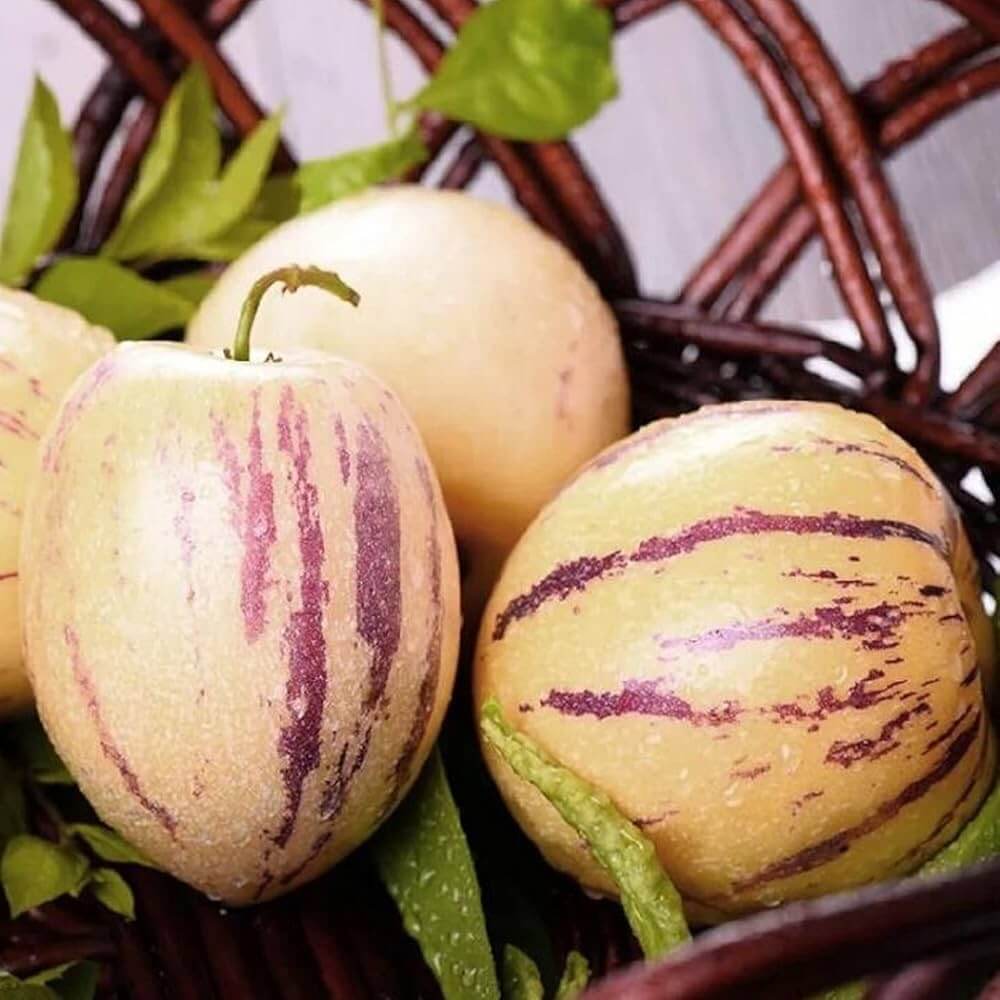 Melon Seeds – Pepino Dulce