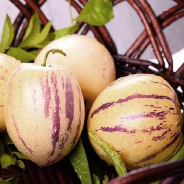 Melon Seeds – Pepino Dulce