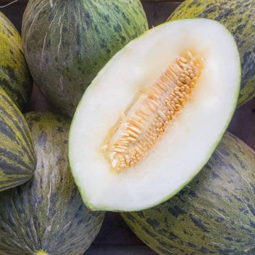 Melon Seeds – Pinonet