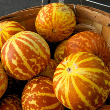 Melon Seeds – Pocket