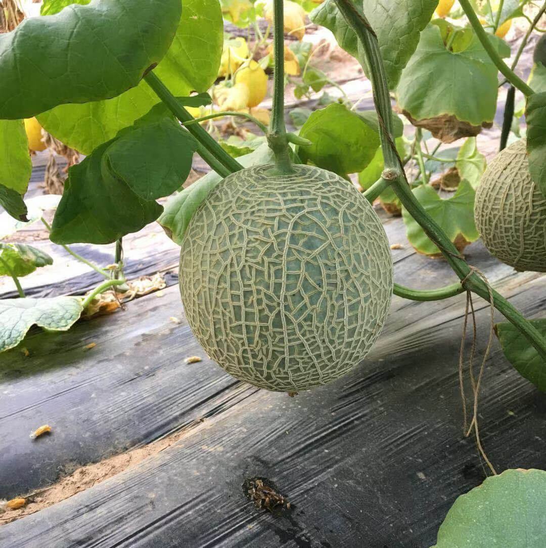 Melon Seeds – Red and Green Hami