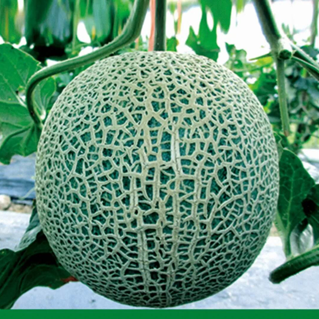 Melon Seeds – Red and Green Hami