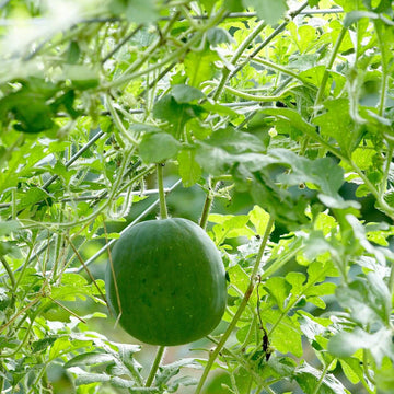 Melon Seeds - All In One For Home Gardens