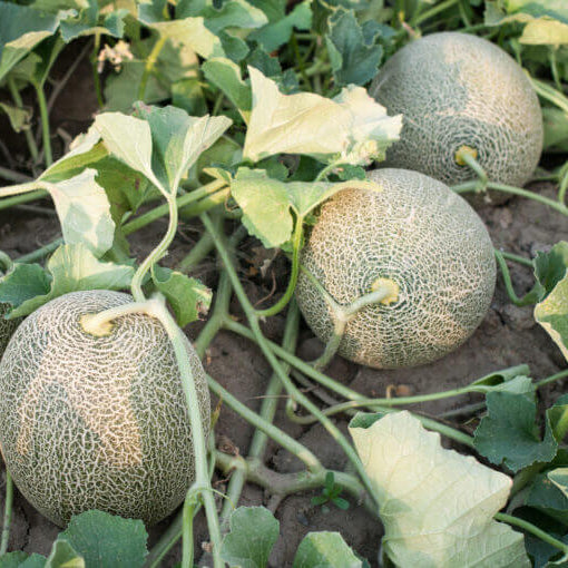 Melon Seeds - All In One For Home Gardens