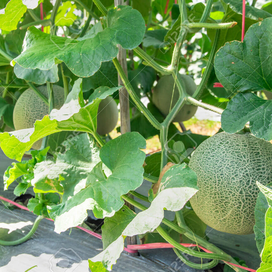 Melon Seeds - All In One For Home Gardens
