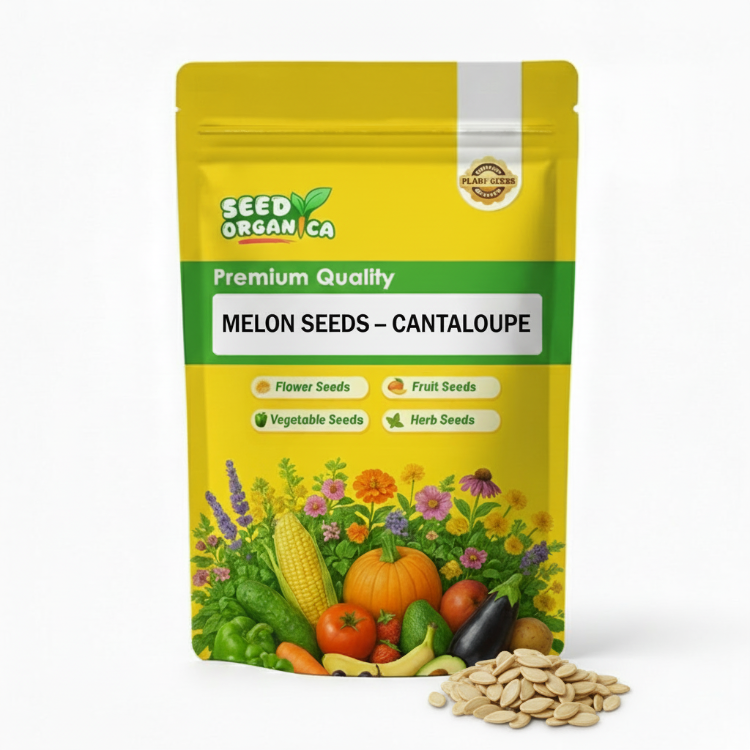 Melon Seeds – Cantaloupe