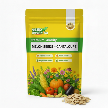 Melon Seeds – Cantaloupe