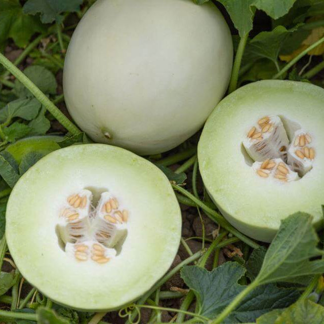 Melon Seeds – Green White Cantaloupe
