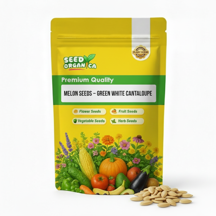 Melon Seeds – Green White Cantaloupe