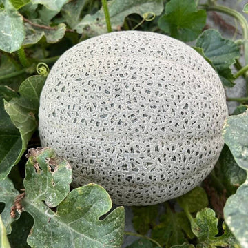 Melon Seeds – Grey Cantaloupe