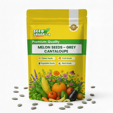 Melon Seeds – Grey Cantaloupe