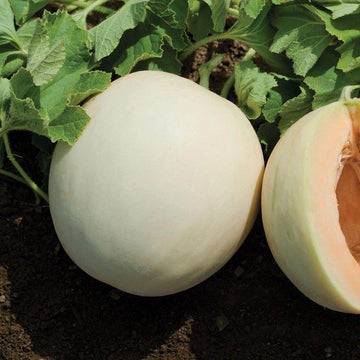 Melon Seeds – Honey