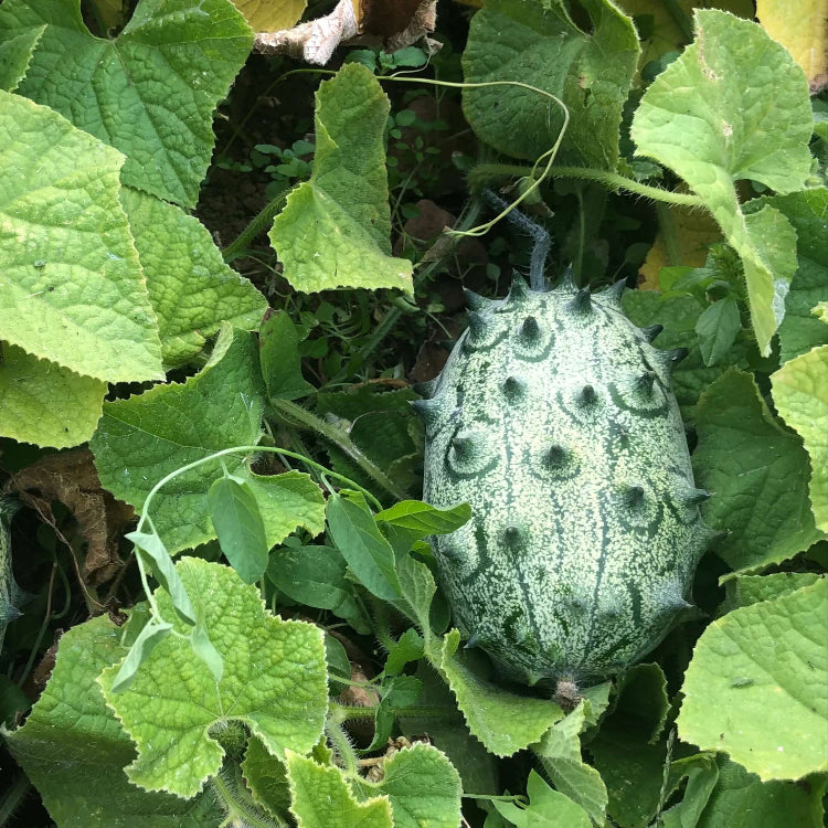 Melon Seeds – Jelly Melon